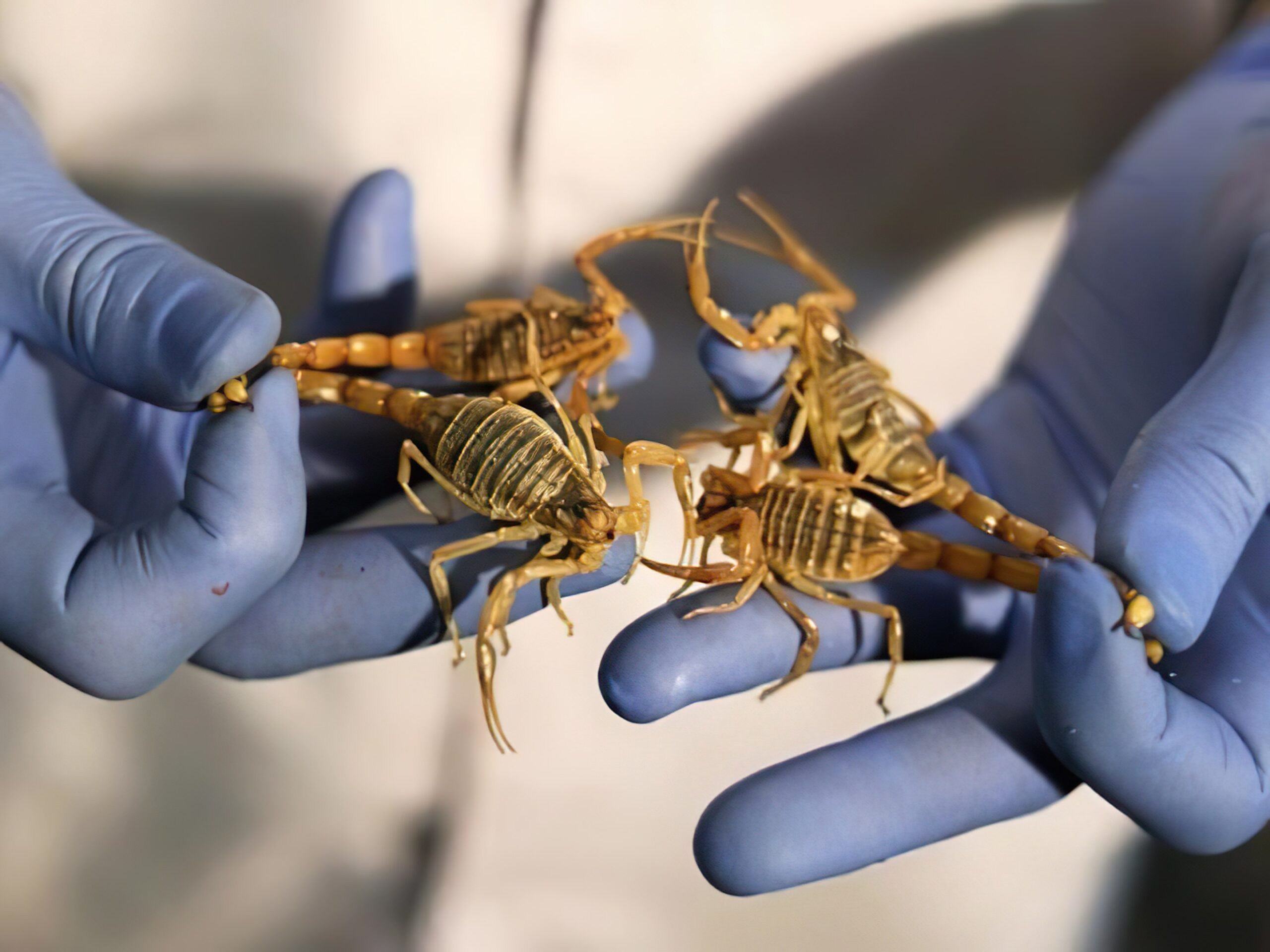 Scorpions' Venom Extraction in Padra Serum - زهرگیری از عقرب‌ها در پادرا سرم