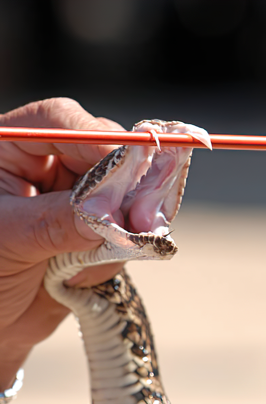 Snakes' Venom Extraction in Padra Serum - زهرگیری از عقرب‌ها در پادرا سرم