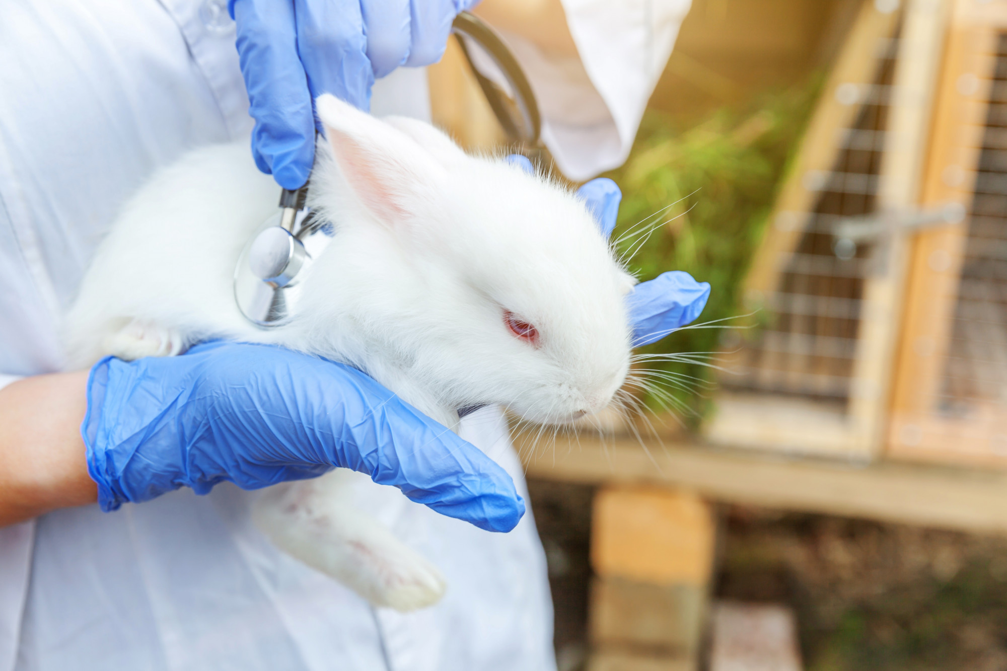 Performing Rabbit Pyrogen Tests in Padra Serum - انجام تست پایروژنی (خرگوش) در پادرا سرم